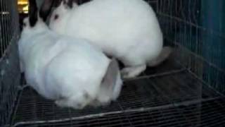 Successful Rabbit Breeding [upl. by Linskey652]