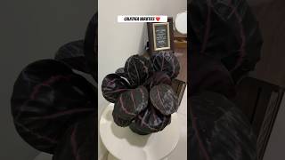 Beautiful calathea varieties  trendy aesthetic indoor plants which one do you like shorts [upl. by Ettedanreb]