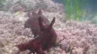 Our favorite the sea hare [upl. by Oiramal304]