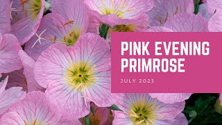 Pink Evening Primrose  Plant of the Month [upl. by Iloj824]