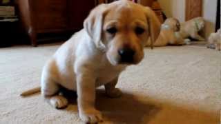 Yellow Labrador Retriever Puppies playing 6 weeks CUTE explosion BucABuc Farm [upl. by Carrew970]