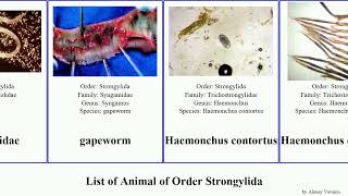 List of Animal of Order Strongylida ancylostoma vulgaris americanus pipiens caninum contortus Yuga [upl. by Ainivad844]