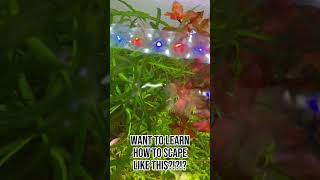 Want to Aquascape aquarium aquascape plantedaquarium UltumNatureSystems natureAquariumsUSA [upl. by Dleifniw426]