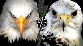 EAGLE vs FALCON  Who Would WIN This Fight [upl. by Kenward]