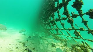 What Lies Beneath  Coogee Beach Shark Net [upl. by Mosley955]