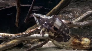 Ctenopoma weeksii Mottled Bushfish on the hunt [upl. by Lesnah435]