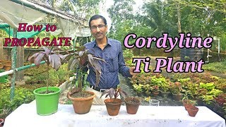 3 Easiest Methods to Propagate Hawaiian Ti Plant [upl. by Enilraep]