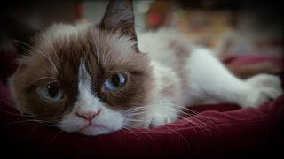 How Grumpy Cat Became a Famous Meme [upl. by Kirit]