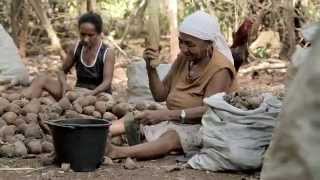 Negócios e Uso Sustentável da Biodiversidade no Brasil 2014 [upl. by Sirtimed75]