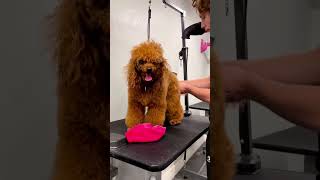 Miniature Poodle Grooming Before amp After poodles doggrooming [upl. by Gaudet233]