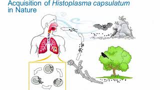 Dimorphic Fungi Histoplasmosis Hot Topic [upl. by Sudhir763]