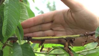 Blossom Blast and Bacterial Canker on Sweet Cherry [upl. by Beyer]