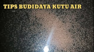 Panduan mengkultur bibit kutu air yang dikirim Simalaba Fish pakanburayak [upl. by Enirehs]