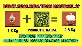 Probiotik RABALUntuk Penggemukan Ayam Pedaging [upl. by Barling]