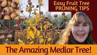 Grow a Medlar Tree  EASY PRUNING Tips for Fruit Trees [upl. by Kola]