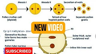 Chapter2Microsporogenesis and development of Male gametophyteBiology 12thNcert [upl. by Yruj]