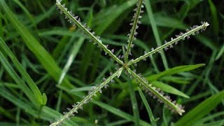 Cynodon dactylon PoaceaeBermuda grass  GARIKA Ganesh plant botanyncertbiologyplants [upl. by Plunkett]