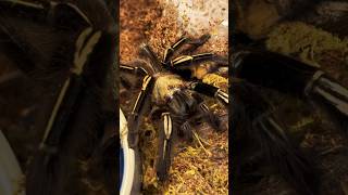 ✅ Breeding Tarantulas for Beginners Which Species 🤔 🕷️ [upl. by Ahsetan426]