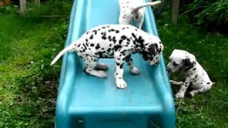 Cute Dalmatian Puppies [upl. by Sachsse]