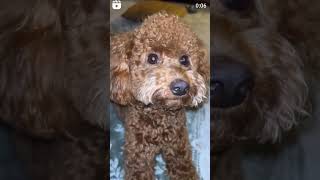 poodlepoodleofthedaypoodlespoodlemixs [upl. by Sunday]