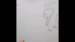 Duramater Meninges [upl. by Znieh]