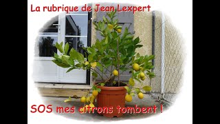 Mon citronnier perd ses citrons  Monjardindansleslandes [upl. by Eeliab]