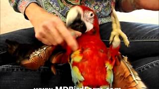 Quatro Macaw [upl. by Aslehc]