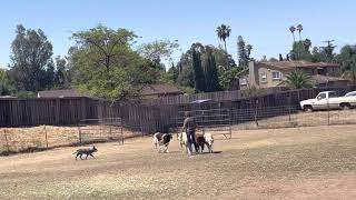 Blue Heeler AUSTRALIAN CATTLE DOG HERDING SHEEP [upl. by Anitnahs195]