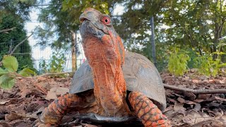 Visit our Native Turtle Yard  Toledo Zoo [upl. by Caldeira]