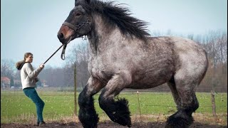 El Poder del Caballo Un Animal De Fuerza y Espiritu Indomable [upl. by Sandstrom]