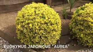 Euonymus japonicus quotAureaquot Garden Center online Costa Brava  Girona [upl. by Medor]