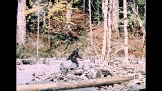 Bigfoot  PattersonGimlin Film  Stabilized  10201967 [upl. by Lula]