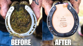 Satisfying Full Horse Hoof Restoration  4K FARRIER ASMR [upl. by Noslen]