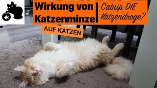 🔥Katzenminze schädlich Wirkung von Katzenminze auf Katzen  Catnip Kissen Spray [upl. by Eladroc]