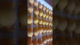 agnolotti in the pasta production station and servicepasta food foodie chef italy handmade [upl. by Eenej]