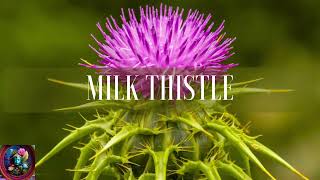 Milk Thistle As Liver Protector Morphic Field [upl. by Dorsey283]