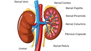 Disorders of other excretory organs in Excretion Lungs 🫁 LiverSkin within 2min neetdhamaka [upl. by Hallagan250]