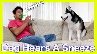 Funny Dog Puts On Mask After Hearing Sneeze Shorts [upl. by Okechuku]