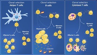 Clonal selection and specific immune response [upl. by Laina878]