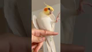 He did it 😱  Lutino Cockatiel Dancing and singing 🎶 [upl. by Spiegelman]