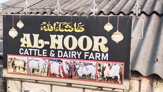 ALHOOR CATTLE AND DAIRY FARM 2024 FULL COW COLLECTION 🐄 [upl. by Teemus]