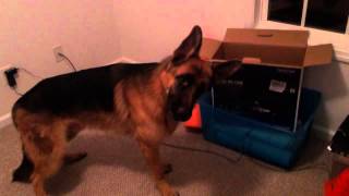 Cute Young German Shepherd Howling and Barking at Computer [upl. by Haisa]