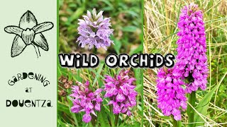 3 Wild Native Orchids of Ireland  Easy Way to Differentiate between Dactylorhiza amp some Anacamptis [upl. by Nifares559]