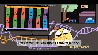 Biology with subtitle through AMOEBA SISTERS  DNA vs RNA [upl. by Rogozen97]