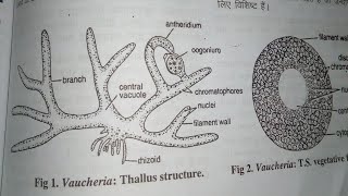 Notes of XanthophytaVaucheria Thallus structure of Vaucheria amp Reproduction in Vaucheria [upl. by Torey]