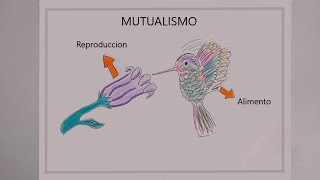 Mutualismo bilogía [upl. by Abelard451]