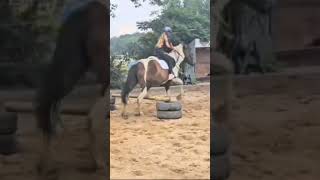 Skoczek na Lutni equestrianjumping horse equestrian horsejumping pony horseriding horsefan [upl. by Zetniuq525]