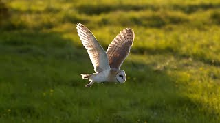 The Unbelievable Flight of a Barn Owl  Super Powered Owls  BBC Earth [upl. by Idyh]