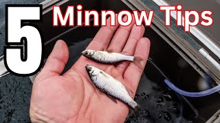 5 Essential Minnow Tricks That Every Ice Angler Should Know [upl. by Anikes660]