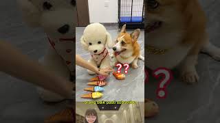 ANJING MERAJUK MINTA AYAM dubbinglucu funny lucu feedshorts viral funnyvideos [upl. by Nosral]